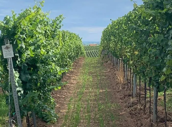 Wanderers Neubau 住宿加早餐酒店 3*